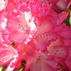 Pěnišník 'XXL' - Rhododendron 'XXL'