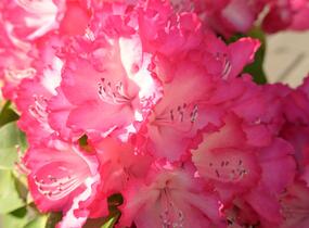 Pěnišník 'XXL' - Rhododendron 'XXL'
