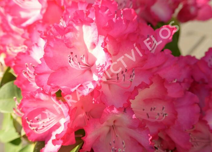 Pěnišník 'XXL' - Rhododendron 'XXL'