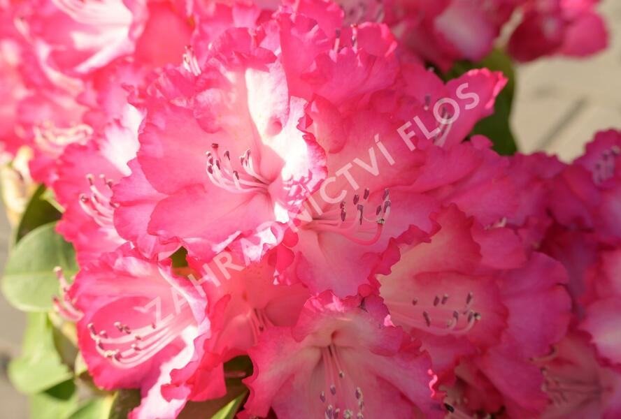 Pěnišník 'XXL' - Rhododendron 'XXL'