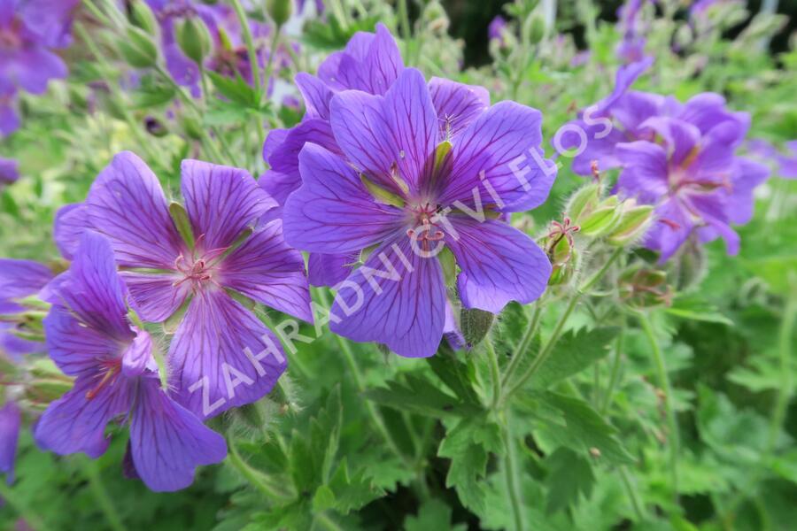 Kakost vznešený - Geranium magnificum