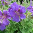 Kakost vznešený - Geranium magnificum