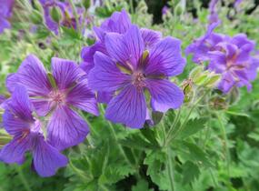 Kakost vznešený - Geranium magnificum