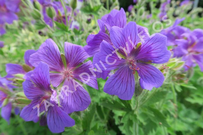 Kakost vznešený - Geranium magnificum