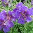 Kakost vznešený - Geranium magnificum