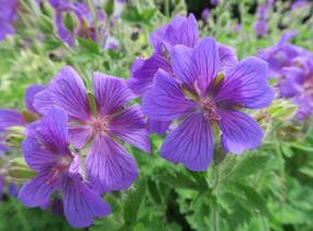 Kakost vznešený - Geranium magnificum