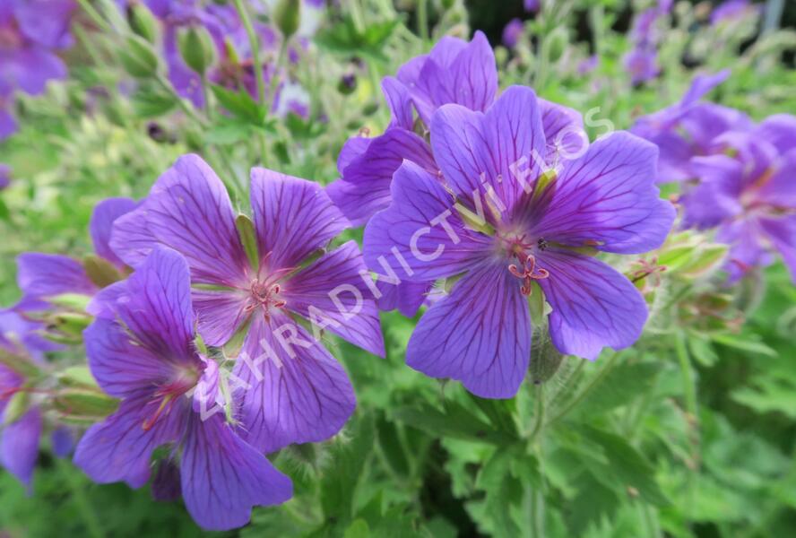 Kakost vznešený - Geranium magnificum