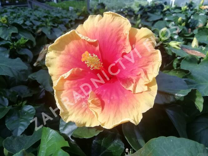 Ibišek čínský, čínská růže - Hibiscus rosa-sinensis