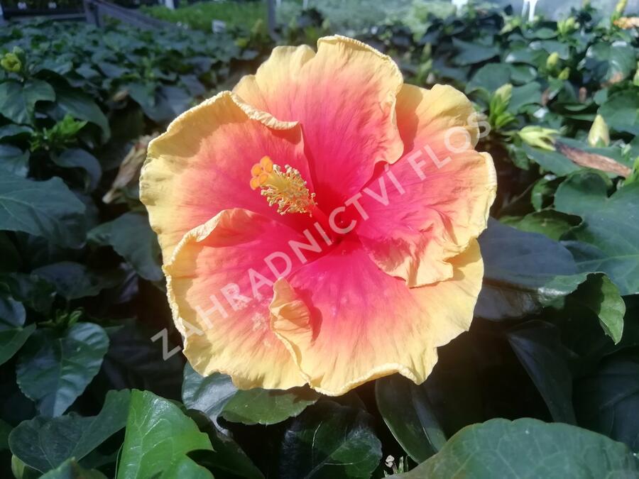 Ibišek čínský, čínská růže - Hibiscus rosa-sinensis