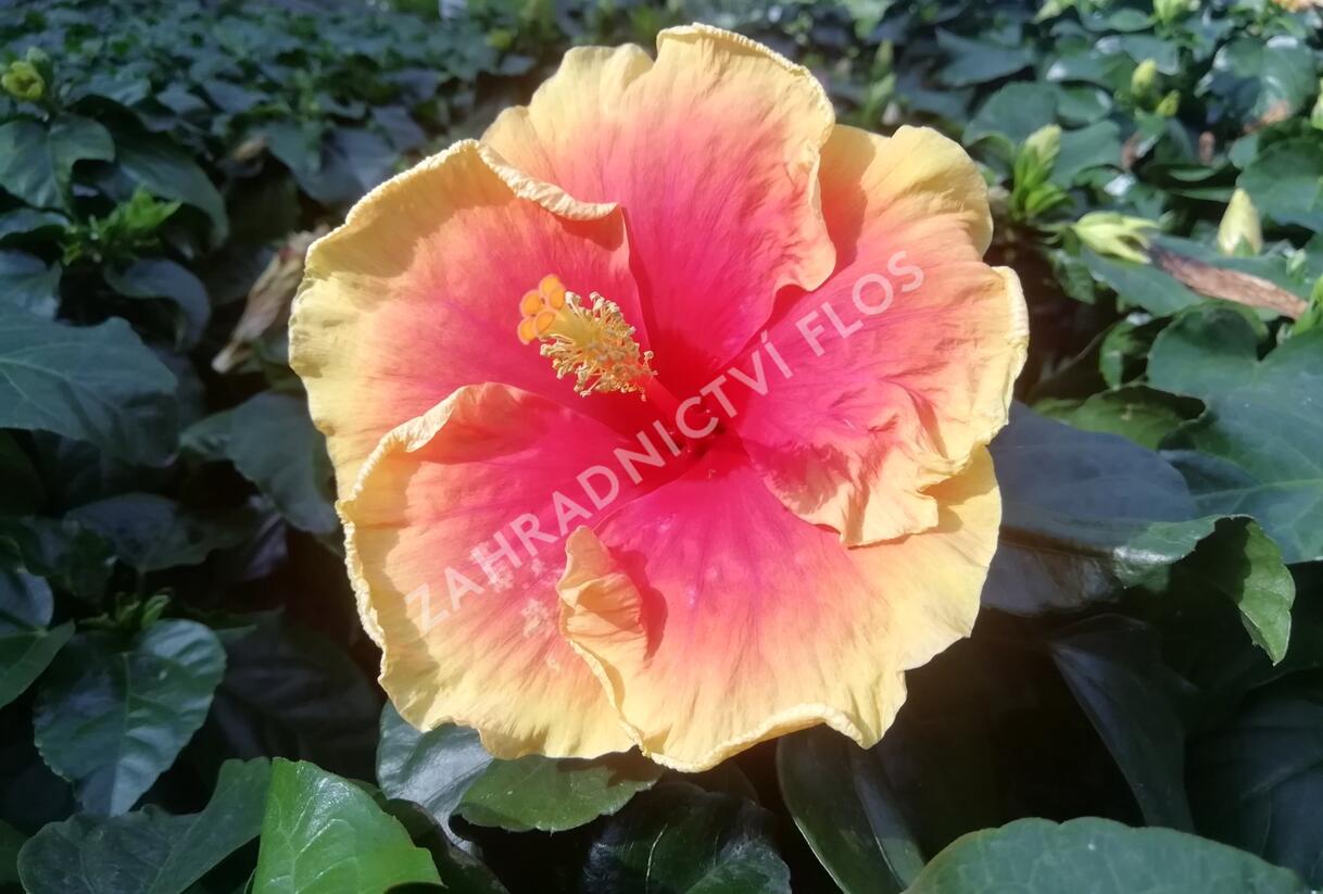 Ibišek čínský, čínská růže - Hibiscus rosa-sinensis