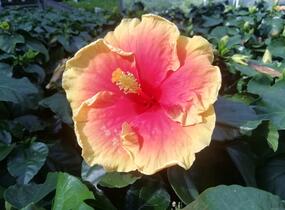 Ibišek čínský, čínská růže - Hibiscus rosa-sinensis