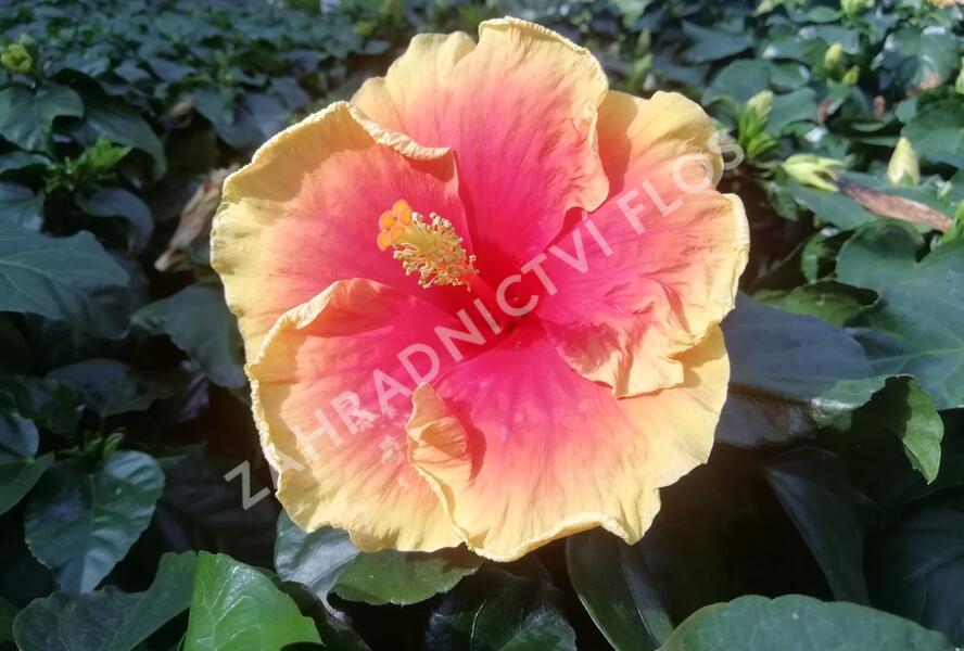 Ibišek čínský, čínská růže - Hibiscus rosa-sinensis