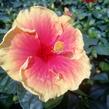 Ibišek čínský, čínská růže - Hibiscus rosa-sinensis