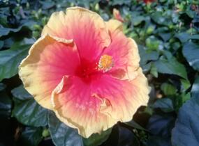 Ibišek čínský, čínská růže - Hibiscus rosa-sinensis