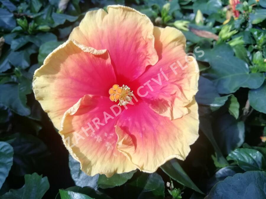 Ibišek čínský, čínská růže - Hibiscus rosa-sinensis