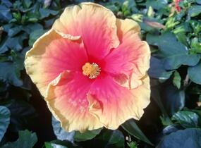 Ibišek čínský, čínská růže - Hibiscus rosa-sinensis