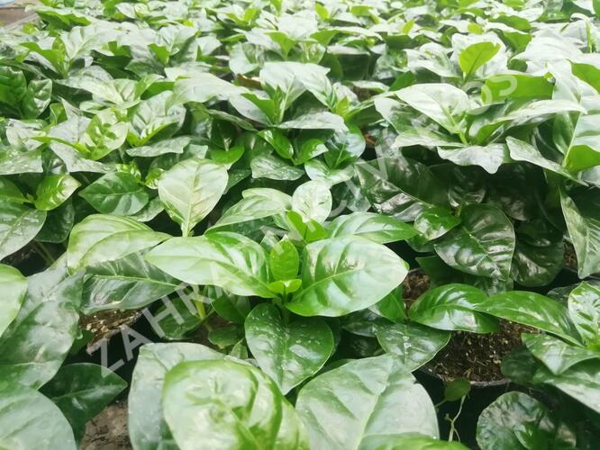Kávovník arabský - Coffea arabica