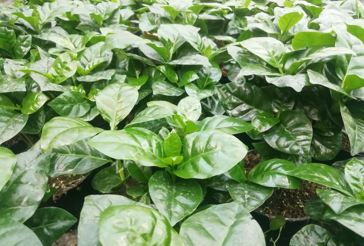 Kávovník arabský - Coffea arabica