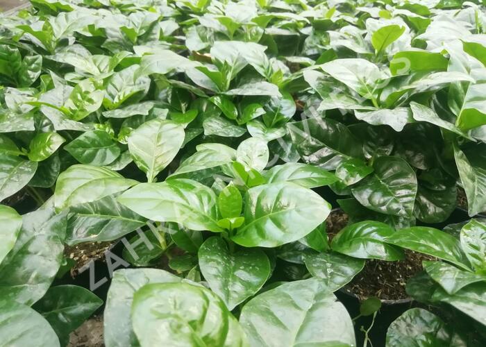 Kávovník arabský - Coffea arabica