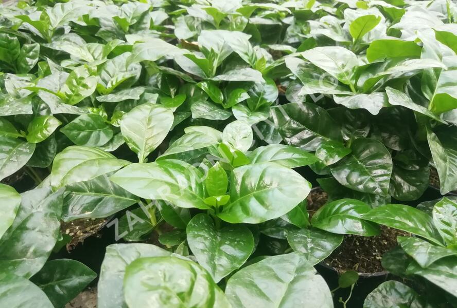 Kávovník arabský - Coffea arabica