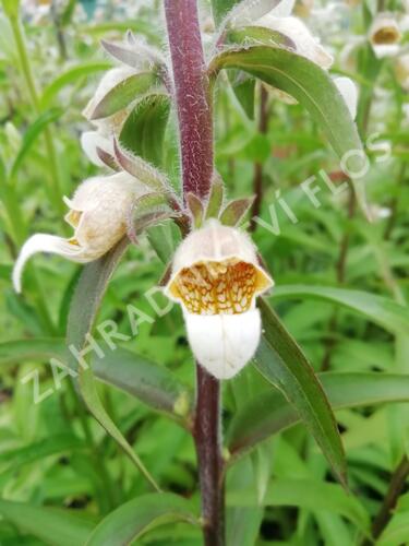 Náprstník vlnatý - Digitalis lanata
