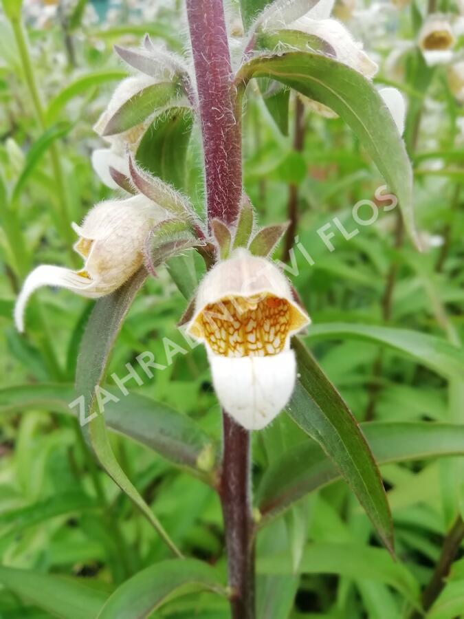 Náprstník vlnatý - Digitalis lanata