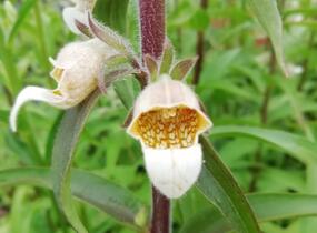 Náprstník vlnatý - Digitalis lanata