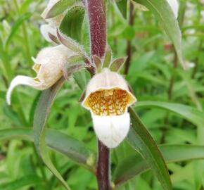 Náprstník vlnatý - Digitalis lanata