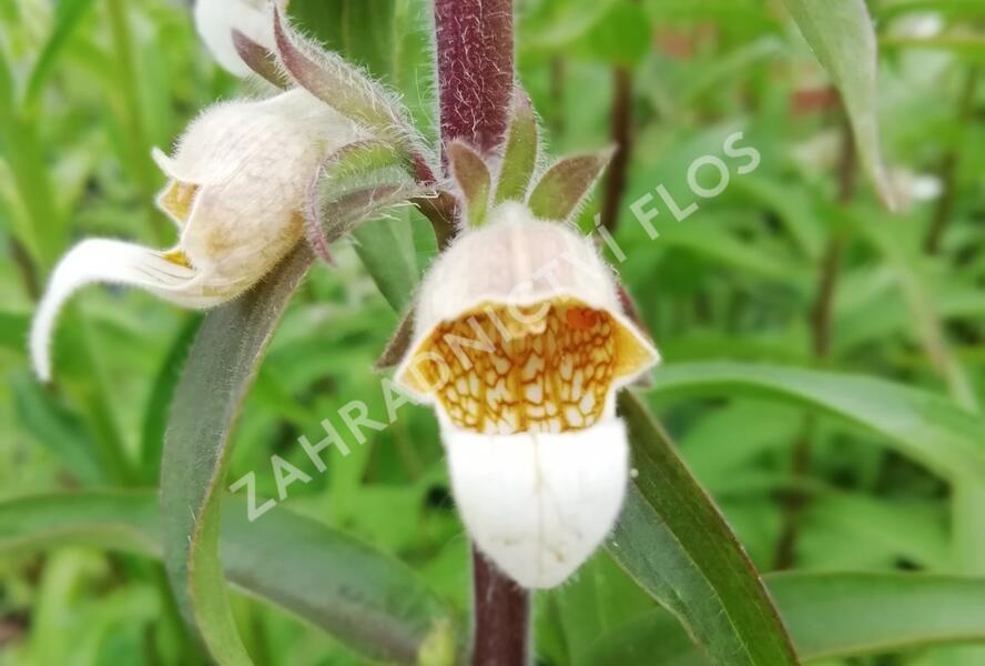 Náprstník vlnatý - Digitalis lanata