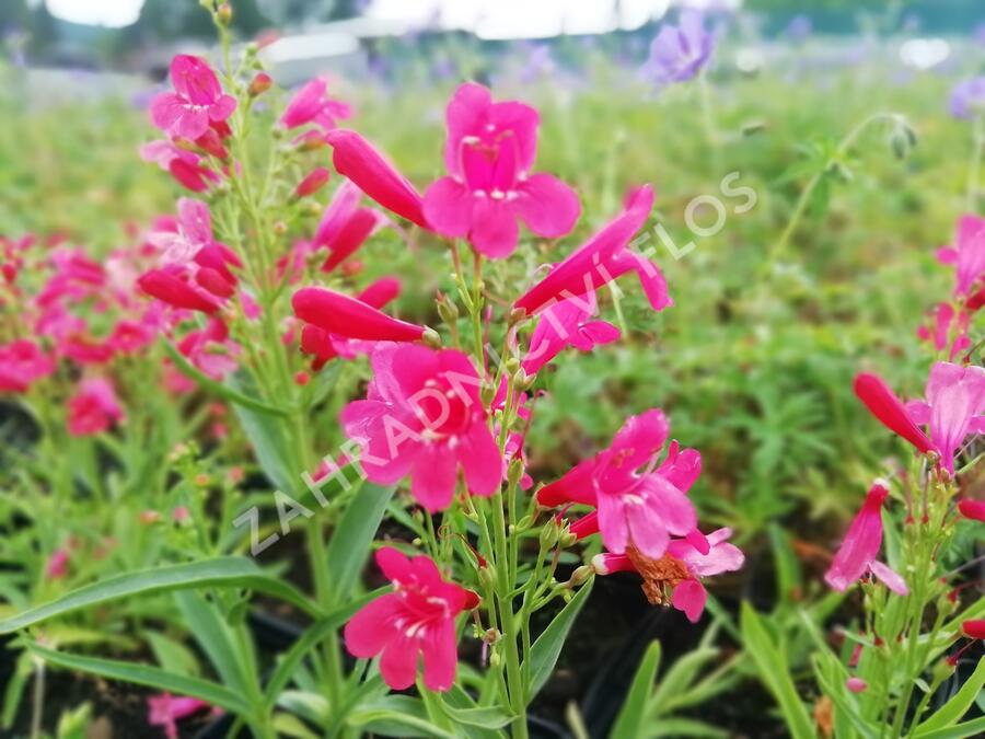 Dračík vousatý 'Pristine Scarlet' - Penstemon barbatus 'Pristine Scarlet'