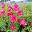 Dračík vousatý 'Pristine Scarlet' - Penstemon barbatus 'Pristine Scarlet'