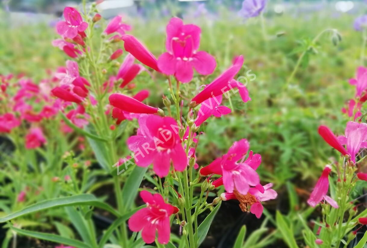 Dračík vousatý 'Pristine Scarlet' - Penstemon barbatus 'Pristine Scarlet'