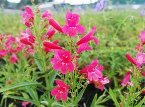 Dračík vousatý 'Pristine Scarlet' - Penstemon barbatus 'Pristine Scarlet'