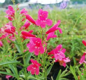 Dračík vousatý 'Pristine Scarlet' - Penstemon barbatus 'Pristine Scarlet'