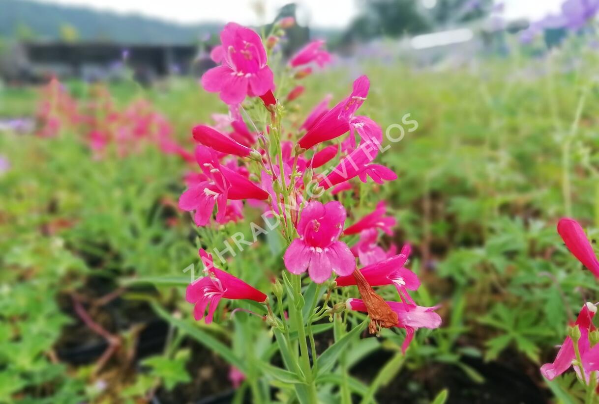 Dračík vousatý 'Pristine Scarlet' - Penstemon barbatus 'Pristine Scarlet'