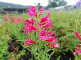 Dračík vousatý 'Pristine Scarlet' - Penstemon barbatus 'Pristine Scarlet'