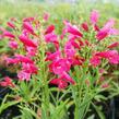 Dračík vousatý 'Pristine Scarlet' - Penstemon barbatus 'Pristine Scarlet'