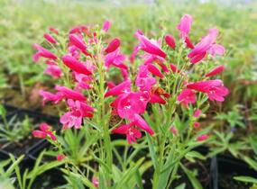 Dračík vousatý 'Pristine Scarlet' - Penstemon barbatus 'Pristine Scarlet'