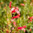 Dračík vousatý 'Pristine Scarlet' - Penstemon barbatus 'Pristine Scarlet'