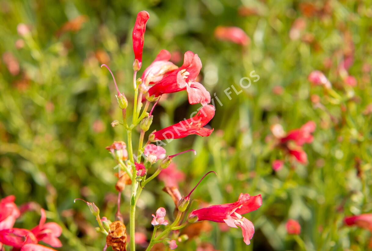 Dračík vousatý 'Pristine Scarlet' - Penstemon barbatus 'Pristine Scarlet'