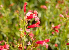 Dračík vousatý 'Pristine Scarlet' - Penstemon barbatus 'Pristine Scarlet'