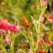 Dračík vousatý 'Pristine Scarlet' - Penstemon barbatus 'Pristine Scarlet'