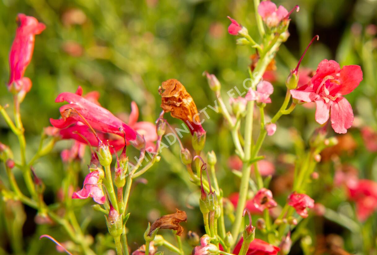 Dračík vousatý 'Pristine Scarlet' - Penstemon barbatus 'Pristine Scarlet'