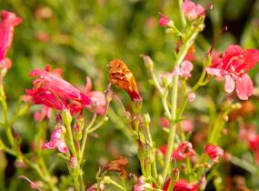 Dračík vousatý 'Pristine Scarlet' - Penstemon barbatus 'Pristine Scarlet'