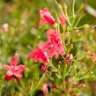 Dračík vousatý 'Pristine Scarlet' - Penstemon barbatus 'Pristine Scarlet'