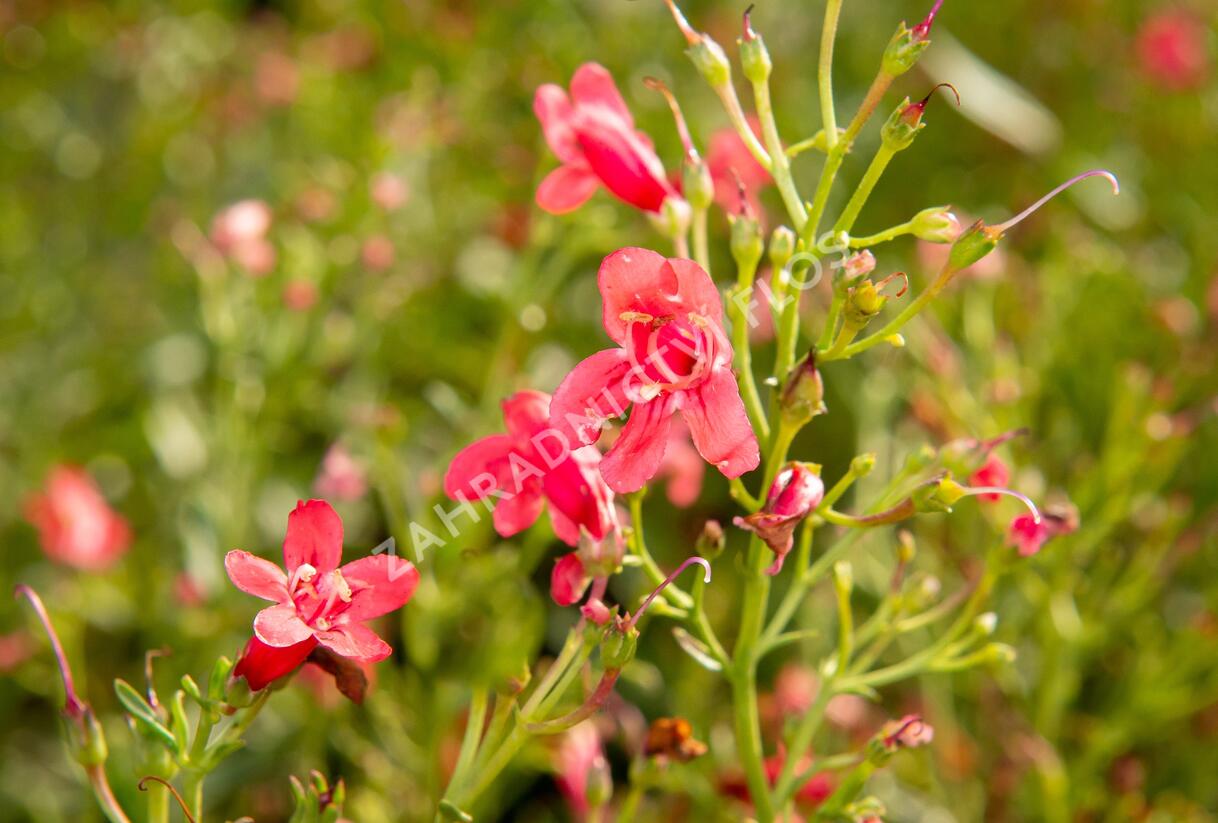 Dračík vousatý 'Pristine Scarlet' - Penstemon barbatus 'Pristine Scarlet'