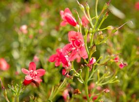 Dračík vousatý 'Pristine Scarlet' - Penstemon barbatus 'Pristine Scarlet'