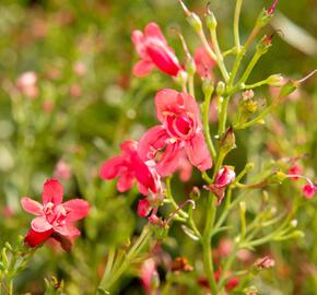 Dračík vousatý 'Pristine Scarlet' - Penstemon barbatus 'Pristine Scarlet'