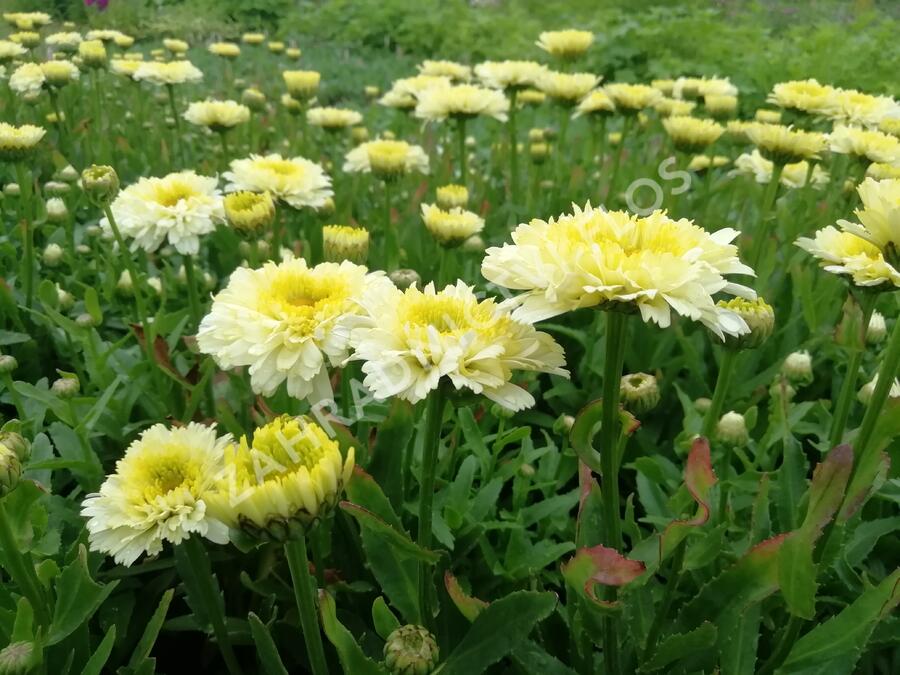 Kopretina největší 'Shortstop' - Leucanthemum maximum 'Shortstop'