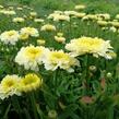 Kopretina největší 'Shortstop' - Leucanthemum maximum 'Shortstop'